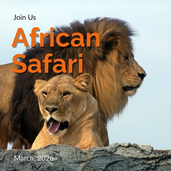 African safari women’s trip—lion portrait and savanna landscape — GO Babes Travel (Mar 2026)